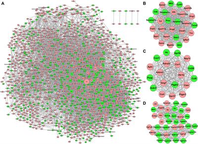 Construction of a Novel circRNA/miRNA/mRNA Regulatory Network to Explore the Potential Pathogenesis of Wilson’s Disease